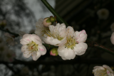 Prunus mume 'Omoi-no-mama' RCP02-07 044.jpg